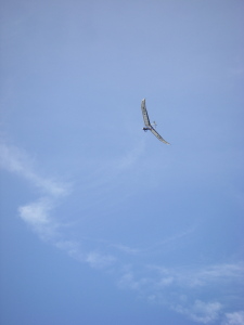 モーターグライダー